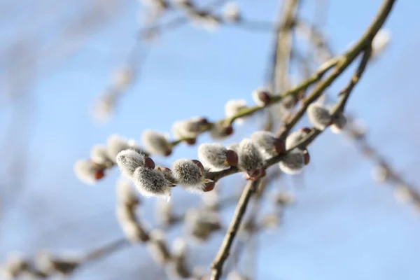 Beautiful Pussy Willow Branches Flowering Catkins Blue Sky Closeup — Stockfoto