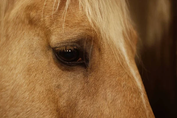 ぼやけた背景に愛らしい馬 クローズアップ 素敵な家畜ペット — ストック写真