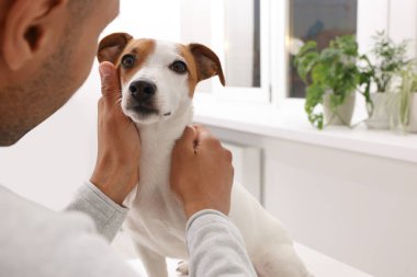 Jack Russell Terrier 'in yanındaki genç adam merkez büroda, yakın plan. Metin için boşluk