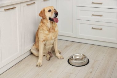 Cute Labrador Retriever waiting near feeding bowl on floor indoors