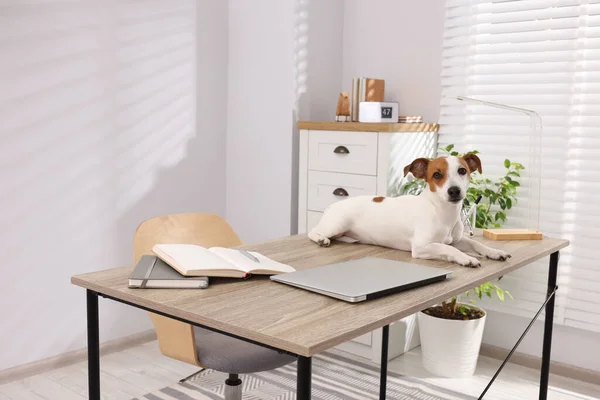 Cute Jack Russell Terrier dog on desk in home office