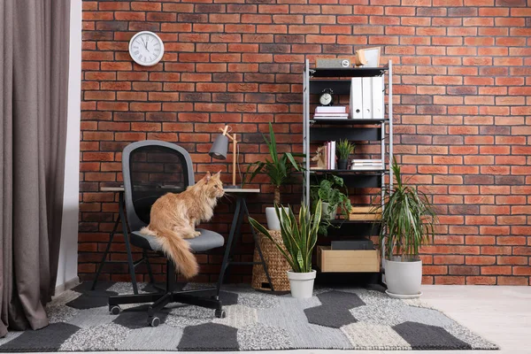 Gato Bonito Sentado Cadeira Perto Mesa Casa — Fotografia de Stock