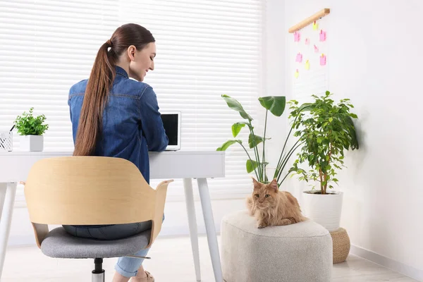 Woman working at desk and cat in room. Home office