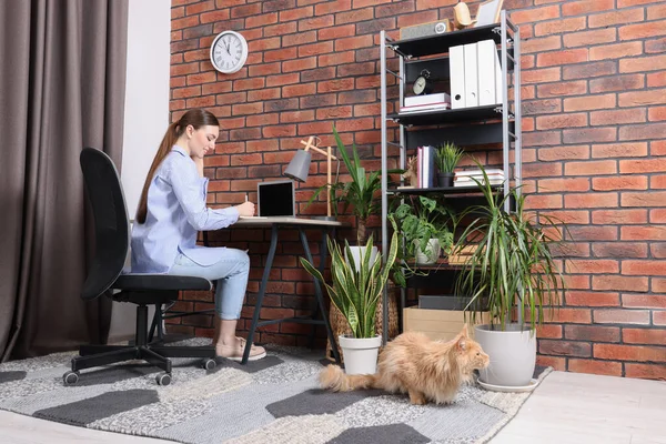 Woman working at desk and cat in room. Home office