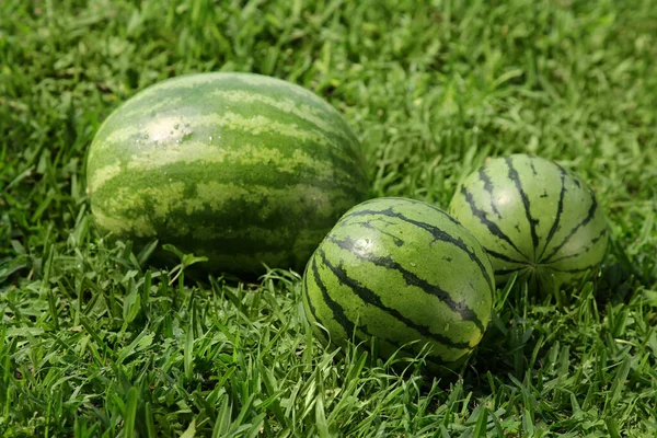 户外绿草上的美味成熟西瓜 — 图库照片