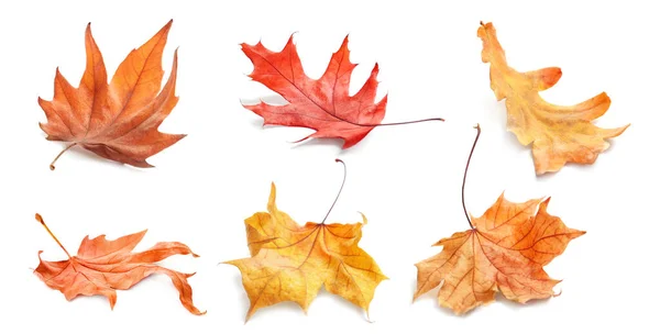 Collage Mit Fallenden Herbstblättern Auf Weißem Hintergrund — Stockfoto