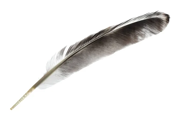 美丽的灰色鸟毛与白色隔离 — 图库照片