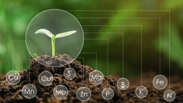 Young Seedling Growing Soil Scheme Chemical Elements — Stock Photo, Image