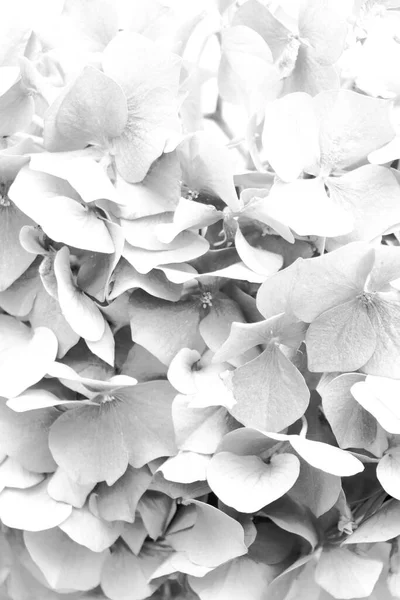 背景として美しいアジサイの花を閉じます 白黒効果 — ストック写真