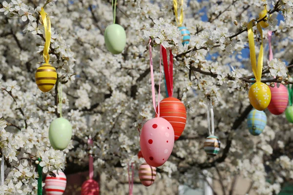 Oeufs Pâques Magnifiquement Peints Accrochés Cerisier Fleurs Extérieur — Photo