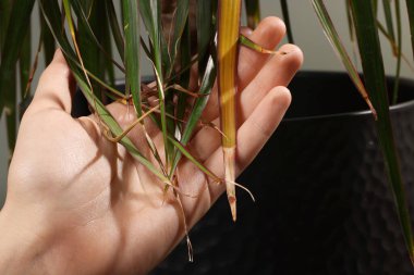 Man touching houseplant with damaged leaves indoors, closeup clipart