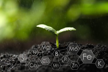 Toprakta yetişen ve kimyasal elementlerle planlanan küçük filizler.
