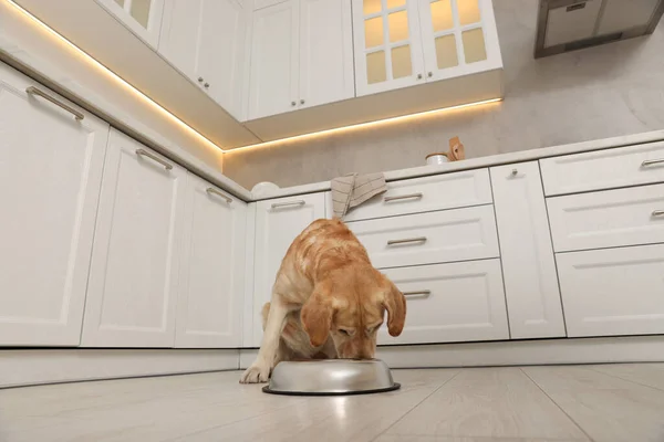 Şirin Labrador Retriever Şık Bir Mutfakta Yemek Yiyor Düşük Açılı — Stok fotoğraf