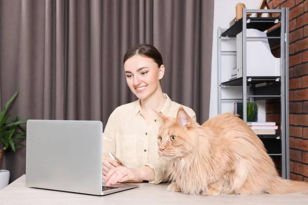 在办公桌前工作的女人把注意力集中在猫身上总部办公室 — 图库照片