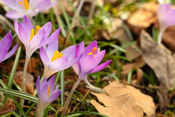 Beautiful Crocus Flowers Growing Outdoors Closeup Space Text — Fotografia de Stock