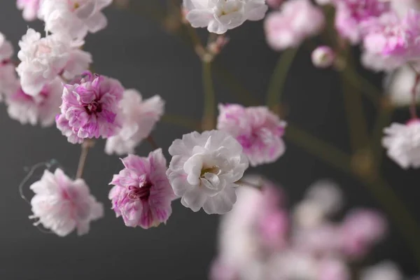 濃い灰色の背景に美しい染めのジプシーの花 クローズアップ — ストック写真
