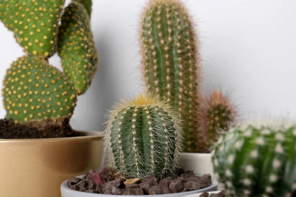Diferentes Cactus Macetas Sobre Fondo Blanco — Foto de Stock