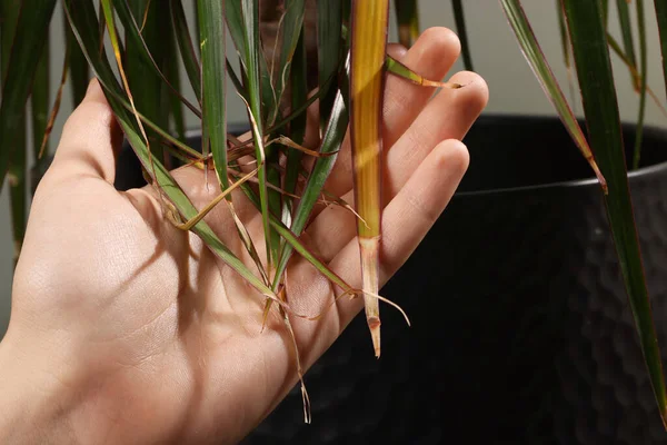 Stock image Man touching houseplant with damaged leaves indoors, closeup