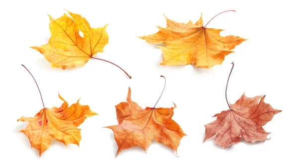 Коллаж Опавшими Осенними Листьями Белом Фоне — стоковое фото