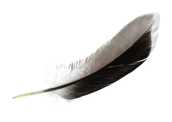 Beautiful Grey Bird Feather Isolated White — Stock Photo, Image