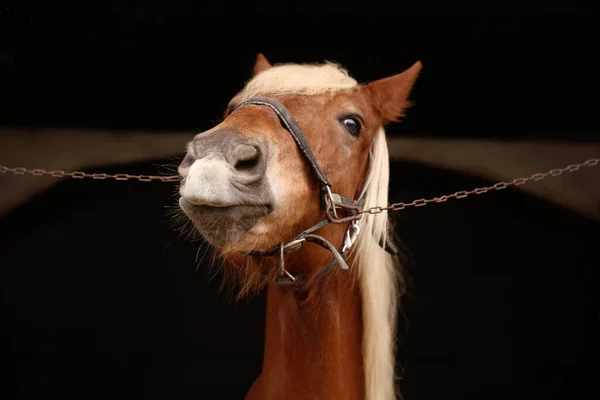 Kobieta Karmiąca Uroczego Konia Stajni Zbliżenie Piękny Udomowiony Zwierzak — Zdjęcie stockowe