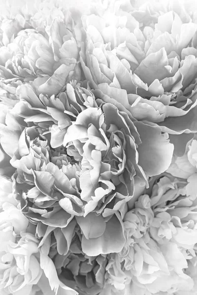 背景として美しい牡丹 クローズアップ 白黒効果 — ストック写真