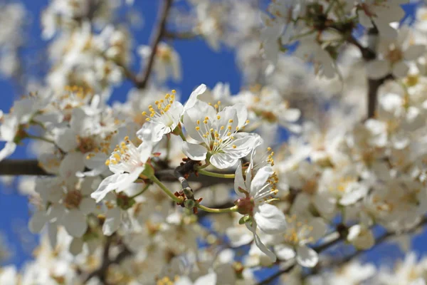 Gyönyörű Cseresznyefa Fehér Virágokkal Szabadban Közelkép — Stock Fotó