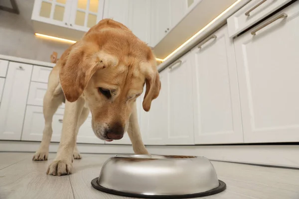 Şirin Labrador Retriever Şık Bir Mutfakta Yemek Kasesinin Yanında — Stok fotoğraf
