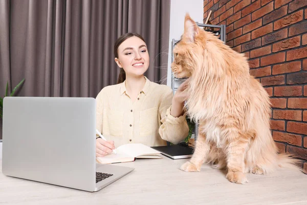 机の上で働く美しい猫を持つ女性 内務省 — ストック写真