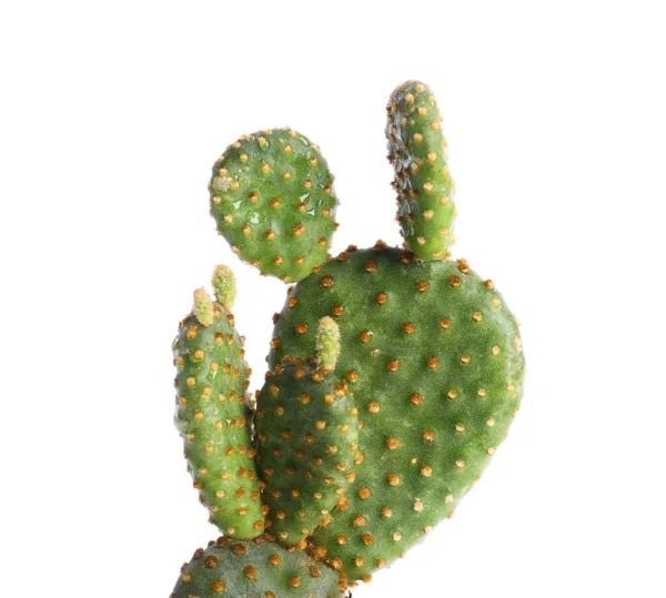 Gyönyörű Zöld Egzotikus Kaktusz Elszigetelt Fehér — Stock Fotó