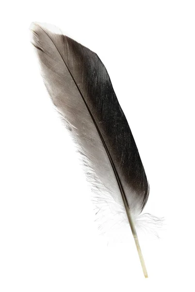 Schöne Graue Vogelfeder Isoliert Auf Weiß — Stockfoto