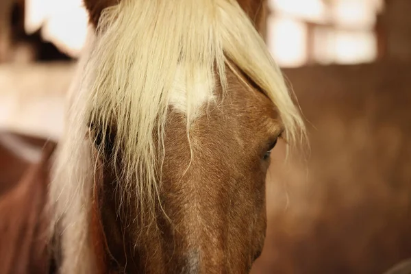 馬の安定した 閉じます 素敵な家畜ペット — ストック写真