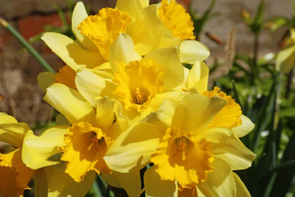 Hermosos Narcisos Amarillos Que Crecen Aire Libre Día Primavera Primer —  Fotos de Stock