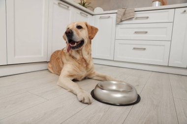 Cute Labrador Retriever waiting near feeding bowl on floor indoors