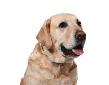 Beyaz arka planda köpek tasmalı şirin Labrador Retriever.