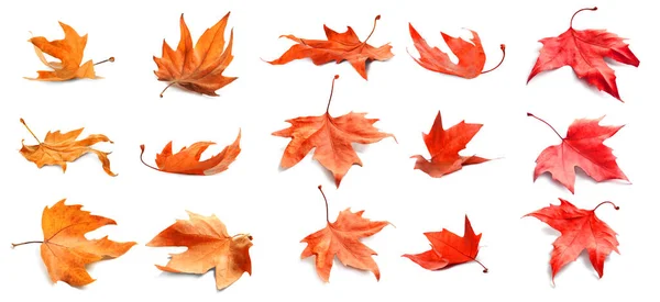 Colagem Com Folhas Outono Caídas Fundo Branco — Fotografia de Stock