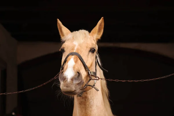 Kobieta Karmiąca Uroczego Konia Stajni Zbliżenie Piękny Udomowiony Zwierzak — Zdjęcie stockowe