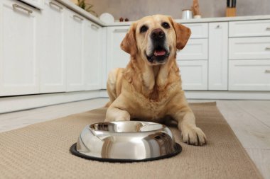 Şirin Labrador Retriever mutfaktaki yemek kasesinin yanında bekliyor.