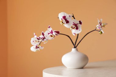Açık kahverengi duvarın yanındaki beyaz masanın üzerinde orkide çiçekleri olan vazo. Metin için boşluk