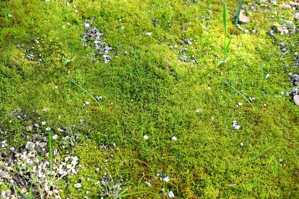 明るい草 葉や小さな石を屋外で — ストック写真