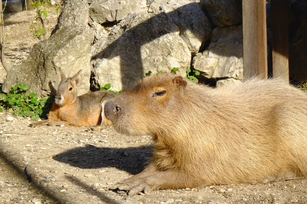 Schöne Wasserschweine Ruhen Sich Sonnigen Tagen Freien Aus — Stockfoto