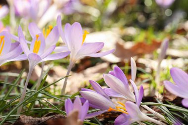 Beautiful crocus flowers growing outdoors, closeup. Space for text