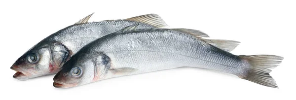 Свіжа Морська Басова Риба Білому Тлі — стокове фото
