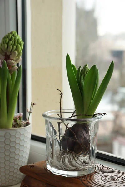 Beautiful Bulbous Plants Windowsill Indoors Spring Time — Stock fotografie