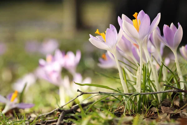 Beautiful Crocus Flowers Growing Outdoors Closeup Space Text — стоковое фото