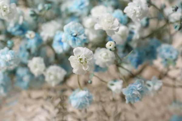 Vista Cerca Hermosas Flores Gypsophila Blanco Azul Claro —  Fotos de Stock