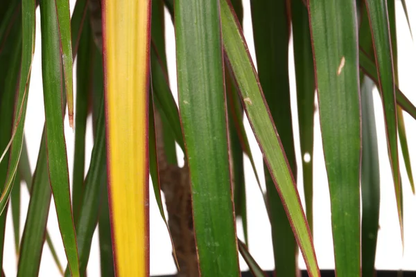 stock image Potted houseplant with damaged leaves, closeup view