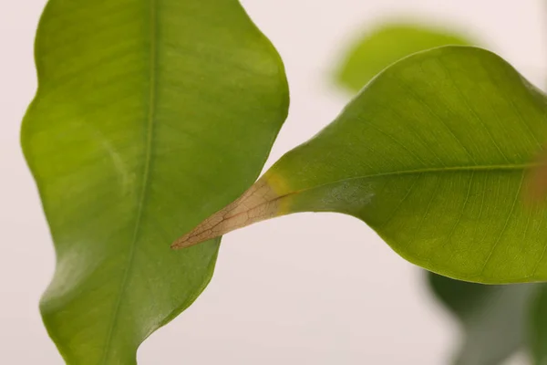 白い背景に損傷した葉を持つ観葉植物 クローズアップ — ストック写真