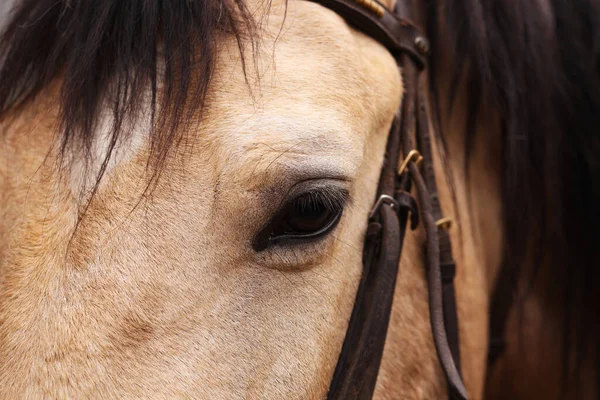 Cavalo Adorável Com Bridles Close Adorável Animal Estimação Domesticado — Fotografia de Stock