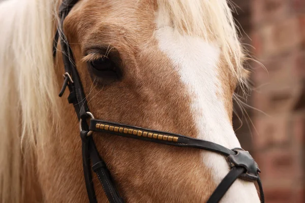 Rozkošný Kůň Uzdami Venku Detailní Záběr Krásný Domácí Mazlíček — Stock fotografie